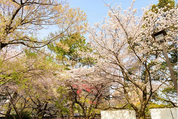 Festa della fioritura – Associazione Rubens